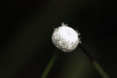 Eriocaulon australe