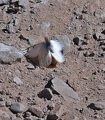 Phulia nymphula