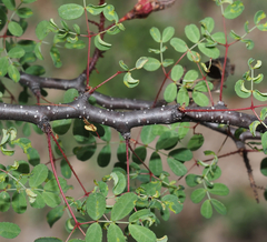 Erythrostemon melanadenius