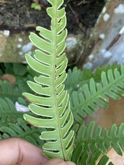 Pteris arisanensis