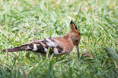 Upupa epops africana