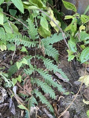 Pteris arisanensis