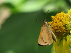 Poanes viator