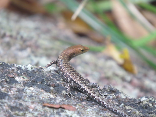 Lampropholis mirabilis