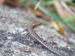 Lampropholis mirabilis