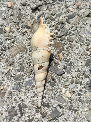 Tibia fusus, 2021-10-03