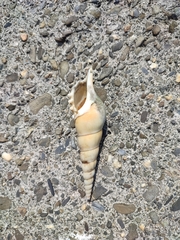 Tibia fusus