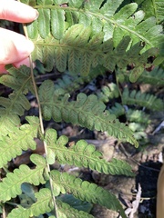 Diplazium viridissimum