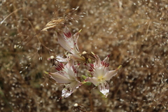 Alstroemeria diluta
