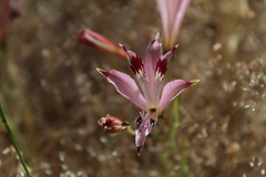 Alstroemeria diluta