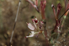 Alstroemeria diluta