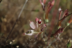 Alstroemeria diluta