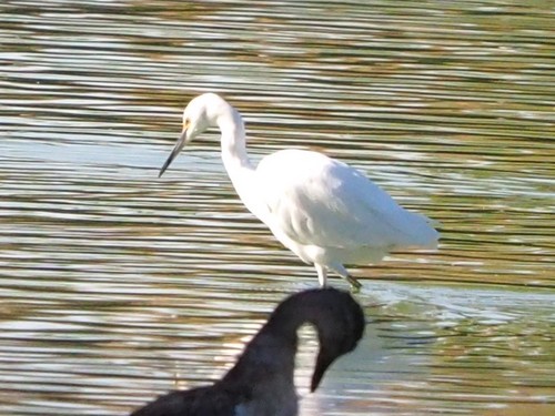 Snowy Egret photographed in Nevada