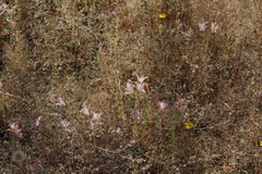 Alstroemeria diluta