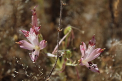 Alstroemeria diluta