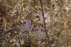 Alstroemeria diluta