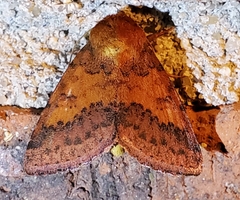 Pyrrhia aurantiago