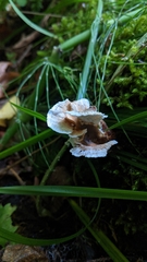 Stereum sanguinolentum