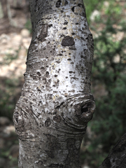 Erythrostemon melanadenius