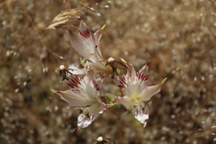 Alstroemeria diluta