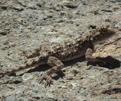 Agama aculeata
