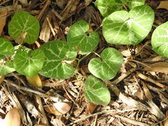 Aristolochia fimbriata