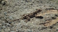 Agama aculeata