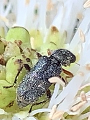 Phyllobaenus pubescens