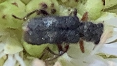 Phyllobaenus pubescens