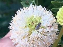 Phyllobaenus pubescens