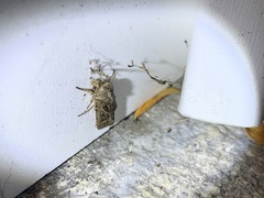 Agrotis gladiaria