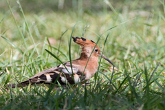 Upupa epops africana
