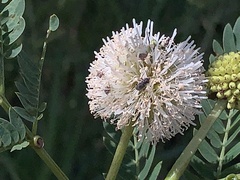 Phyllobaenus pubescens