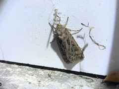 Agrotis gladiaria