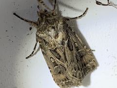Agrotis gladiaria