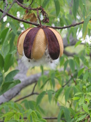 Cochlospermum gillivraei
