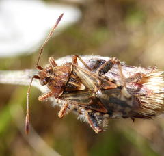 Stictopleurus scutellaris