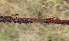 Stenotus transvaalensis
