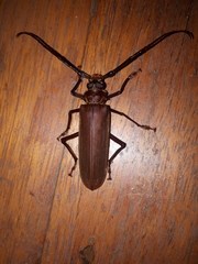 Orthomegas cinnamomeus