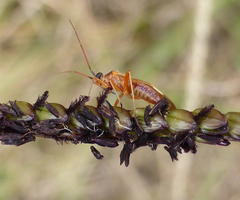 Stenotus transvaalensis