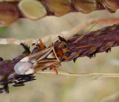 Stenotus transvaalensis