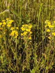 Castilleja rubicundula lithospermoides