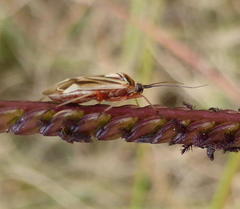 Stenotus transvaalensis