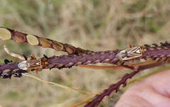 Stenotus transvaalensis