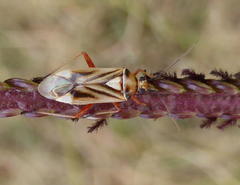 Stenotus transvaalensis