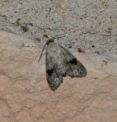 Abablemma duomaculata