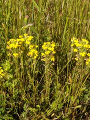 Castilleja rubicundula lithospermoides
