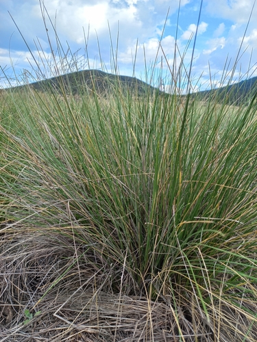 Mexican ricegrass (Achnatherum clandestinum)