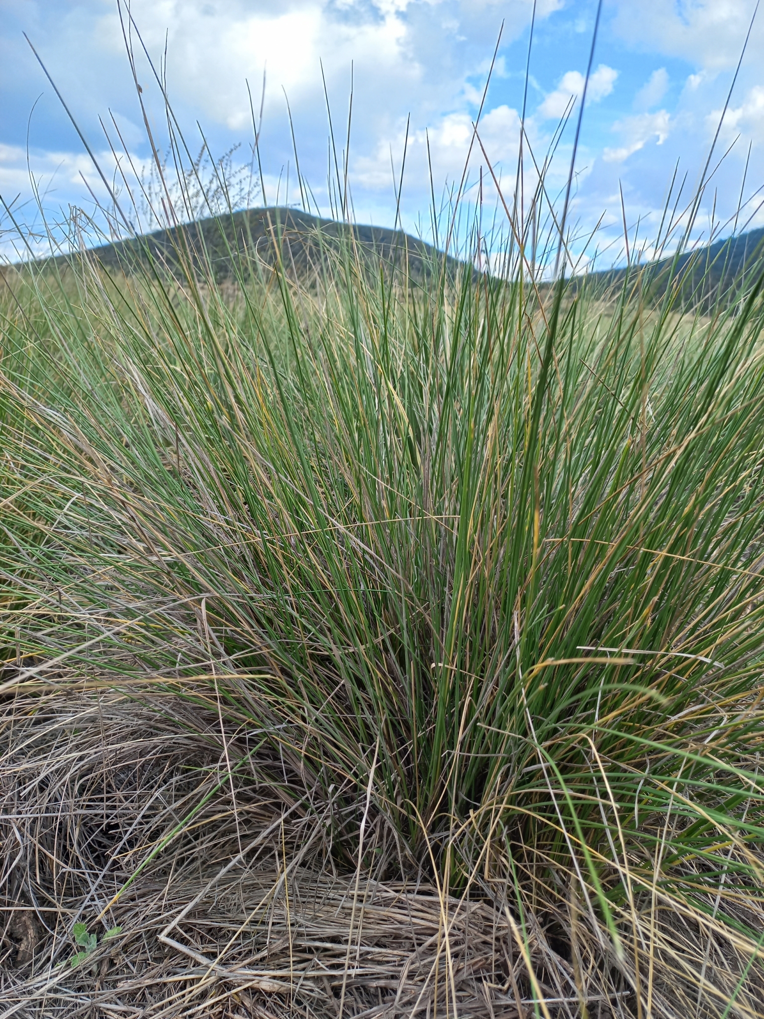 Amelichloa clandestina