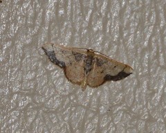 Idaea kendallaria